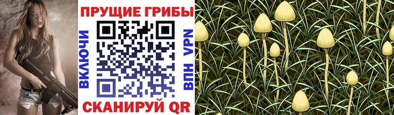 Псилоцибиновые грибы Psilocybe  Среднеуральск 
